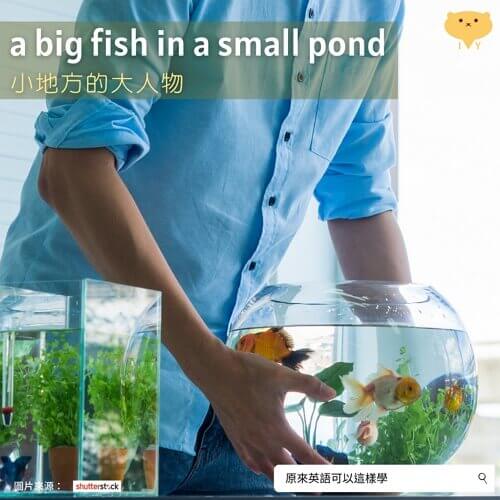 學習專欄 A Big Fish In A Small Pond 是什麼含意呢 常春藤網路書城 學習專欄 A Big Fish In A Small Pond 是什麼含意呢 常春藤網路書城