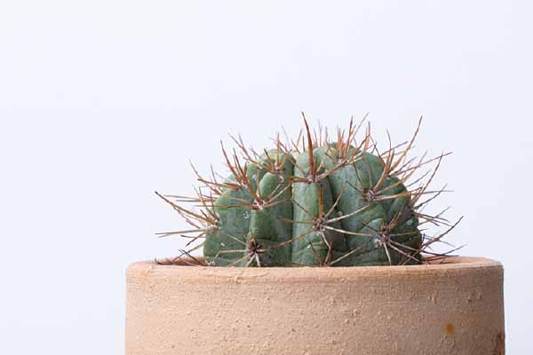 仙人掌可以阻擋電腦輻射嗎？ Can Cacti Block Harmful Radiation?