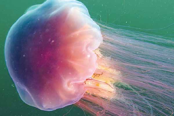 美麗的水母 ── 迷人且危險 Jellyfish—Beautiful and Dangerous!