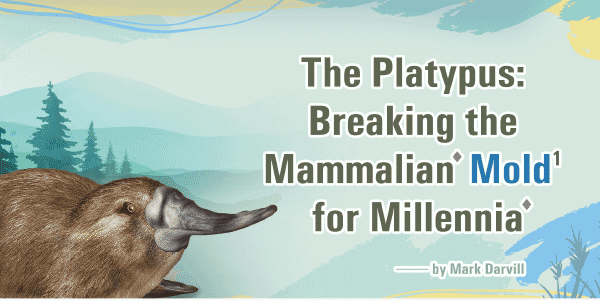 鴨嘴獸:誰能比我更獨特 The Platypus: Breaking the Mammalian Mold for Millennia