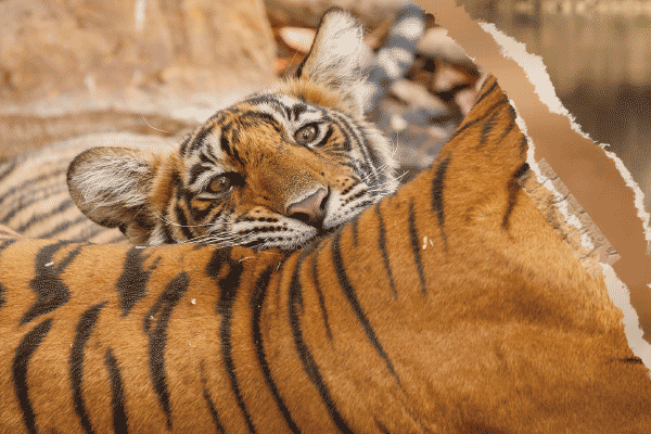 你所不知道的老虎 Five Fun Facts You Probably Didn’t Know about Tigers