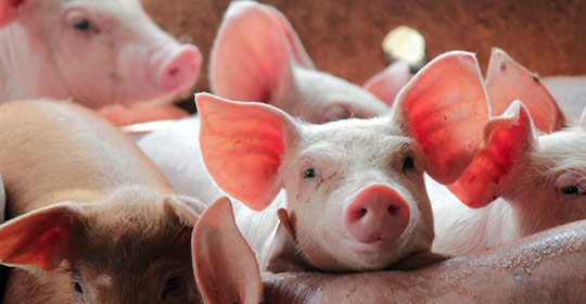 進擊的美豬：如何用英文表達美國豬肉開放進口？