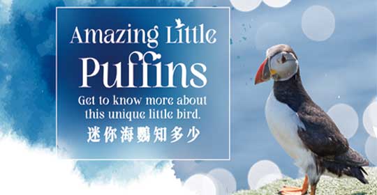 迷你海鸚知多少 Amazing Little Puffins