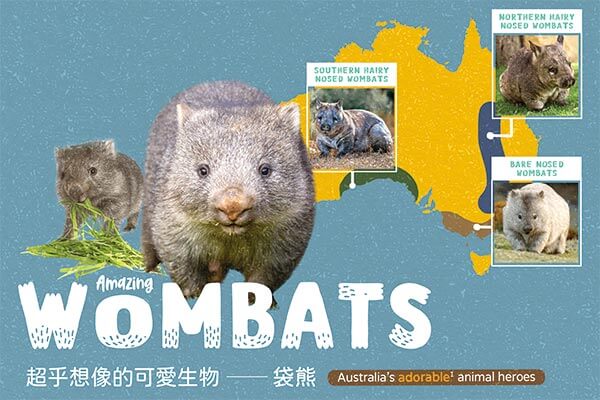 超乎想像的可愛生物 —— 袋熊 Amazing Wombats