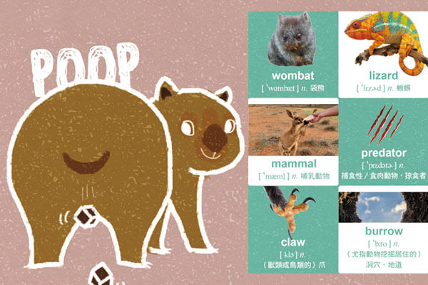 ✶ 超乎想像的可愛生物 —— 袋熊 Amazing Wombats