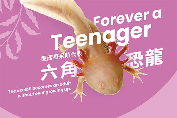 墨西哥呆萌代表： 六角恐龍(上) Forever a Teenager