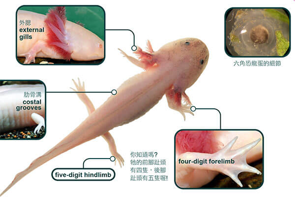 墨西哥呆萌代表： 六角恐龍(下) Forever a Teenager