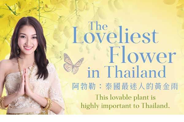 阿勃勒:泰國最迷人的黃金雨 The Loveliest Flower in Thailand