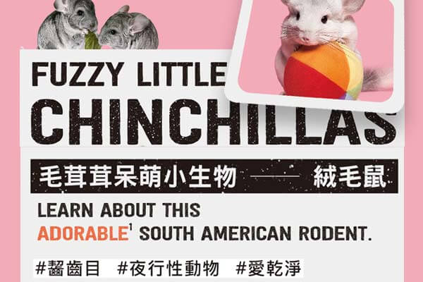 毛茸茸呆萌小生物 ── 絨毛鼠 Fuzzy Little Chinchillas