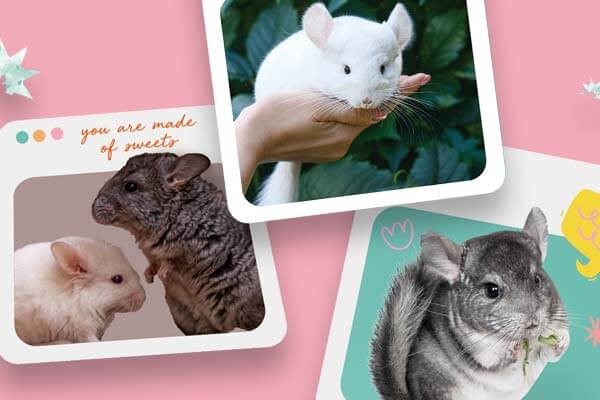 毛茸茸呆萌小生物 ── 絨毛鼠 Fuzzy Little Chinchillas