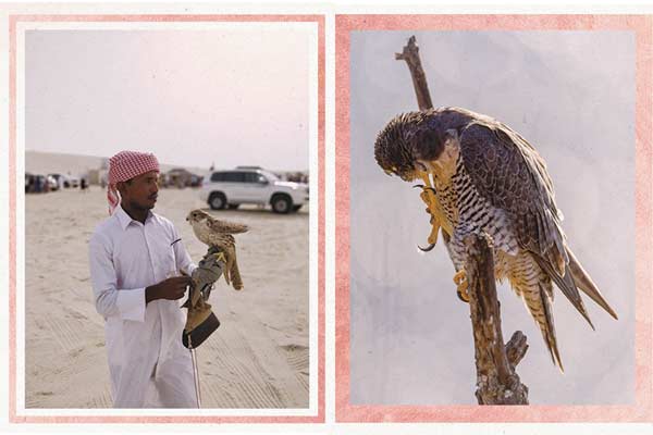 來到卡達「隼」沒錯! Fantastic Falcons and How to Fly Them for Fun