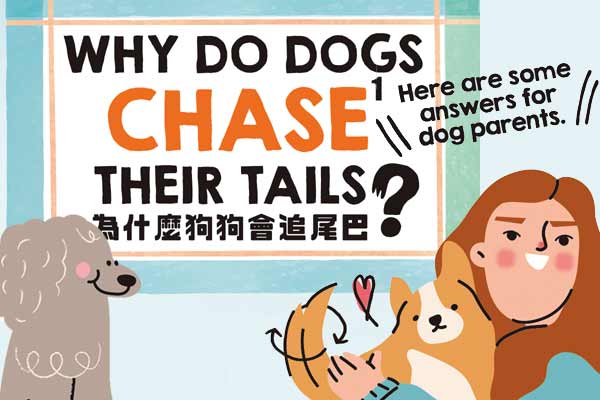 為什麼狗狗會追尾巴? Why Do Dogs Chase Their Tails?