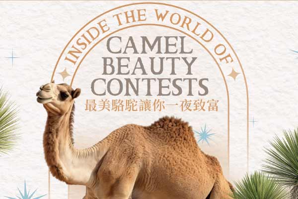 最美駱駝讓你一夜致富 Inside the World of Camel Beauty Contests