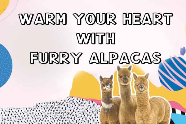 好溫暖！毛茸茸的羊駝療癒你心 Warm Your Heart with Furry Alpacas