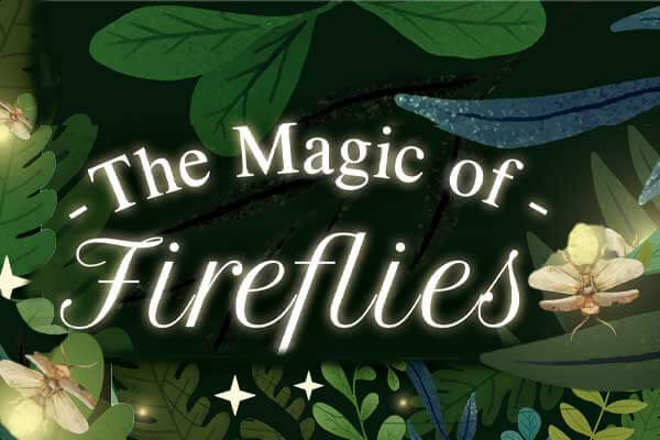 夜晚小精靈螢火蟲的魔幻舞臺 The Magic of Fireflies