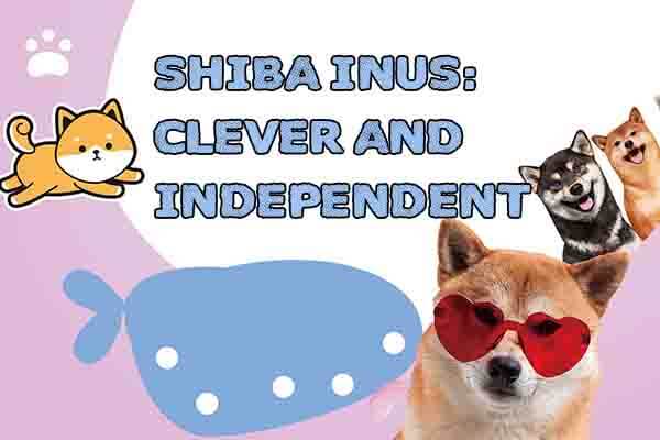 聰明獨立的霸道總「柴」Shiba Inus: Clever and Independent