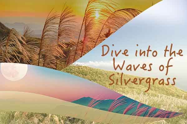 芒草季降臨！銀白花海夢幻來襲 Dive into the Waves of Silvergrass