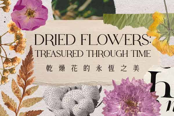 乾燥花的永恆之美 Dried Flowers: Treasured through Time