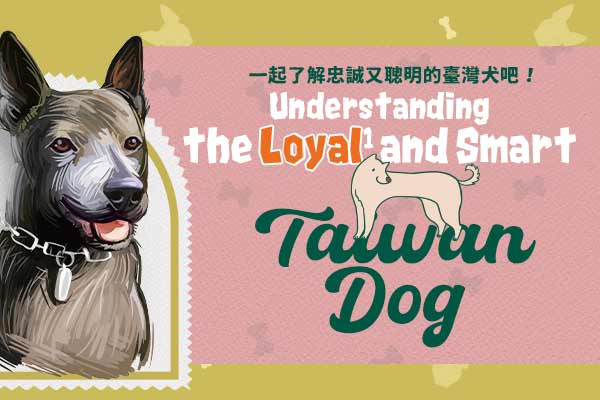 一起了解忠誠又聰明的臺灣犬吧！Understanding the Loyal and Smart Taiwan Dog