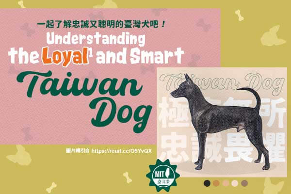 一起了解忠誠又聰明的臺灣犬吧！Understanding the Loyal and Smart Taiwan Dog