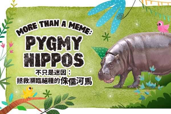 不只是迷因：拯救瀕臨絕種的侏儒河馬 More than a Meme: Pygmy Hippos