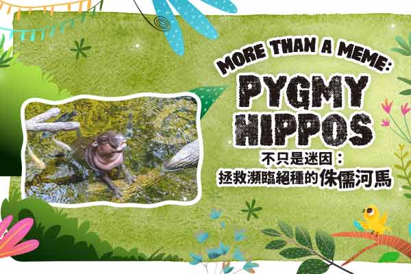 不只是迷因：拯救瀕臨絕種的侏儒河馬 More than a Meme: Pygmy Hippos