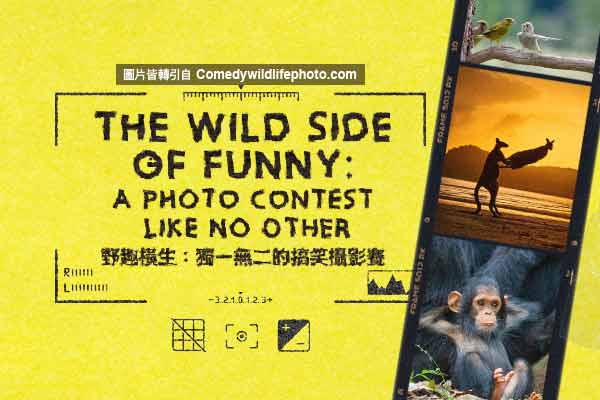 野趣橫生：獨一無二的搞笑攝影賽 The Wild Side of Funny: A Photo Contest Like No Other