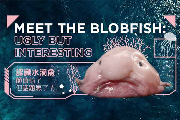 認識水滴魚：顏值輸了但話題贏了！Meet the Blobfish: Ugly but Interesting