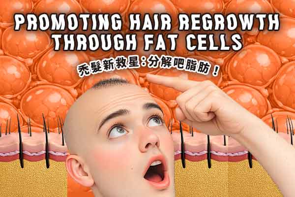 Promoting Hair Regrowth through Fat Cells　　禿髮新救星：分解吧脂肪！