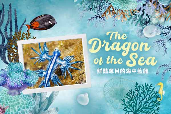The Dragon of the Sea　鮮豔奪目的海中藍龍