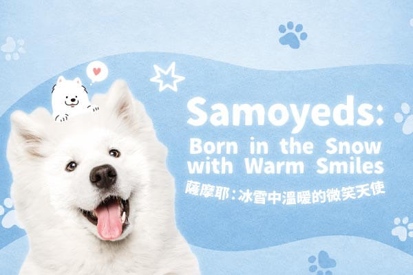 薩摩耶：冰雪中溫暖的微笑天使 Samoyeds: Born in the Snow with Warm Smiles　　