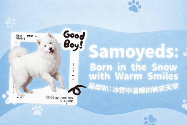 薩摩耶：冰雪中溫暖的微笑天使 Samoyeds: Born in the Snow with Warm Smiles　　