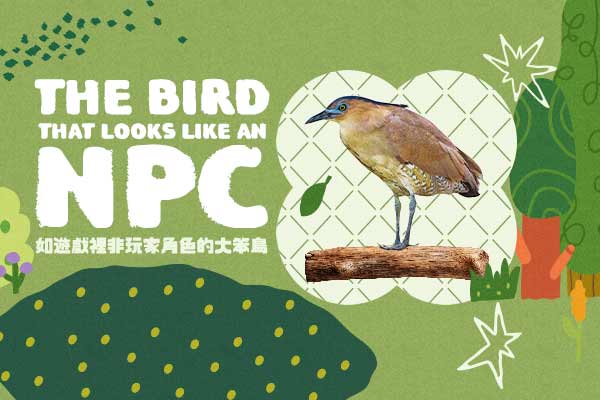 如遊戲裡非玩家角色的大笨鳥 The Bird That Looks Like an NPC　