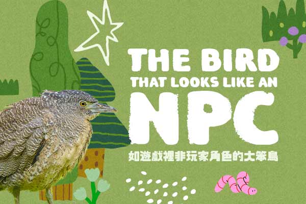 如遊戲裡非玩家角色的大笨鳥 The Bird That Looks Like an NPC　