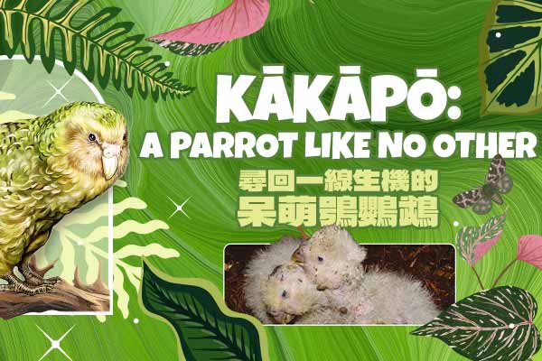 尋回一線生機的呆萌鴞鸚鵡 Kākāpō: A Parrot Like No Other