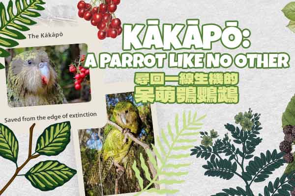 尋回一線生機的呆萌鴞鸚鵡 Kākāpō: A Parrot Like No Other