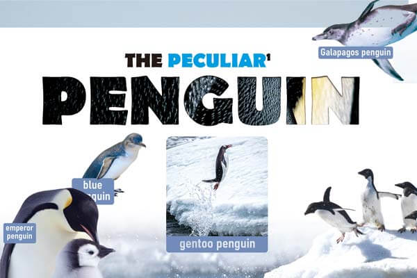 企鵝冷知識，你知道幾個? The Peculiar Penguin