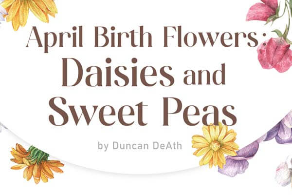 四月誕生花 April Birth Flowers: Daisies and Sweet Peas
