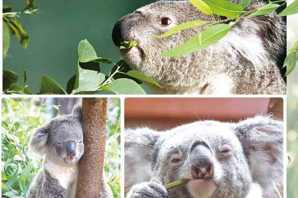 最愛睡的動物: 超萌無尾熊 Five Awesome Facts about Koalas