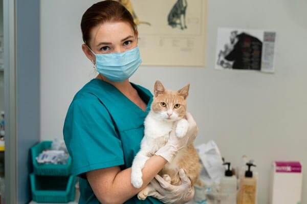 獸醫: 肩負拯救動物的使命 Veterinarian: A Vocation for Animal Care