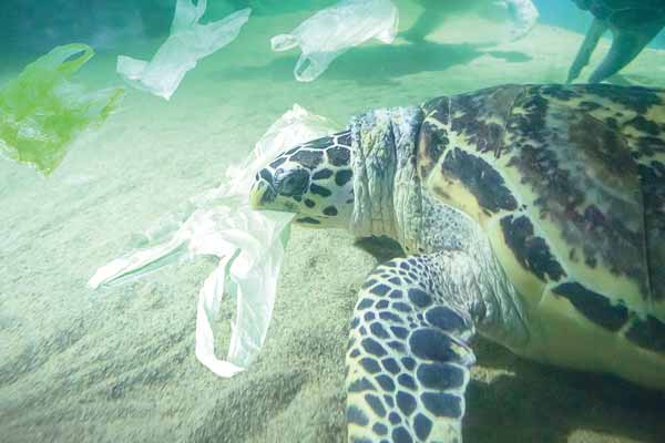 生存大危機: 海洋動物誤食塑膠 Plastic Waste Threatens the Survival of Sea Life