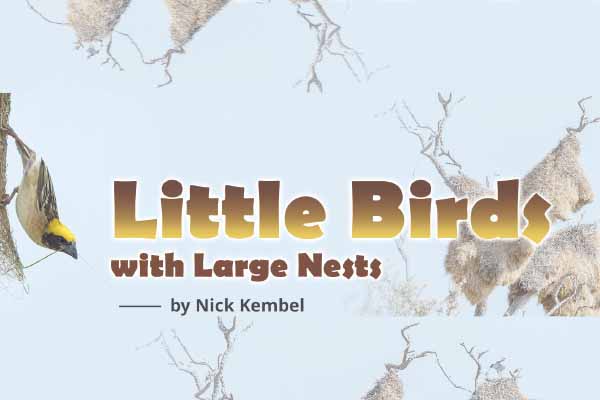 鳥界建築師― 群織雀 Little Birds with Large Nests