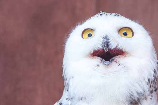 「聲音版」迷因: 你的迷因梗不再只有圖! Voicy: The Next Step in the Evolution of Emotion Sharing