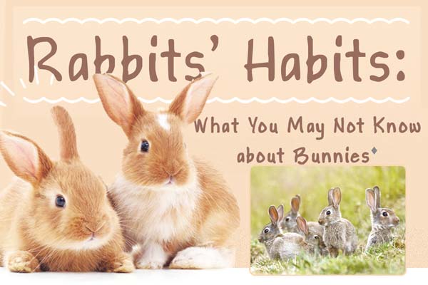 兔兔報到 認識這隻可愛生物 Rabbits’ Habits: What You May Not Know about Bunnies