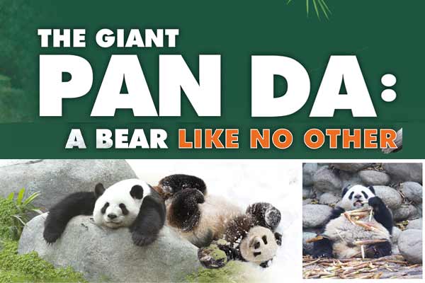 「熊」古錐的貓熊 The Giant Panda: A Bear Like No Other