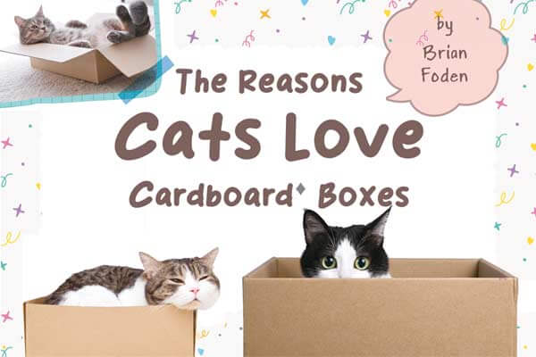 紙箱對喵星人的 神奇吸引力 The Reasons Cats Love Cardboard Boxes