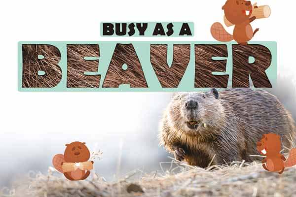 河狸很忙 Busy as a Beaver