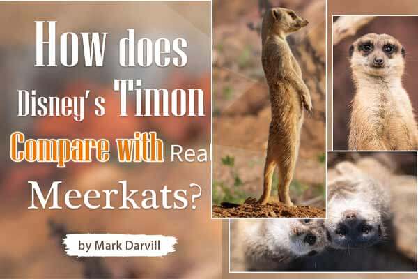 《獅子王》中 丁滿的真實化身 ―― 狐獴 How does Disney’s Timon Compare with Real Meerkats?