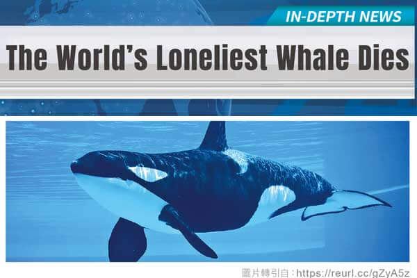 世上最孤獨的鯨魚離世 The World’s Loneliest Whale Dies