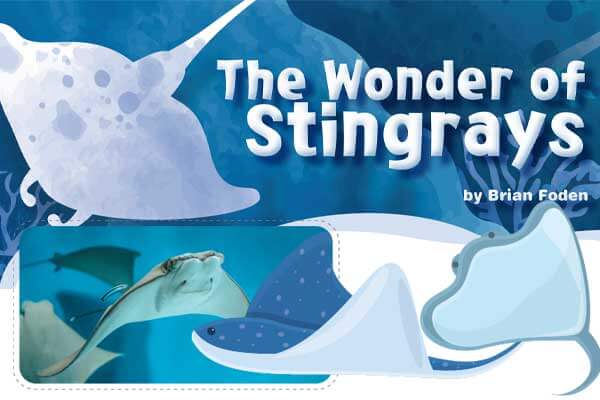 魟魚: 飛翔於水中的古老生物 The Wonder of Stingrays